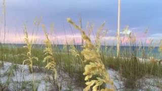 Walton Dunes beach access with sea oats