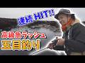 【GWどこ行く？】アマダイだけじゃなかった…春の五目釣りが楽しすぎる【田村亮の釣りまか！280】