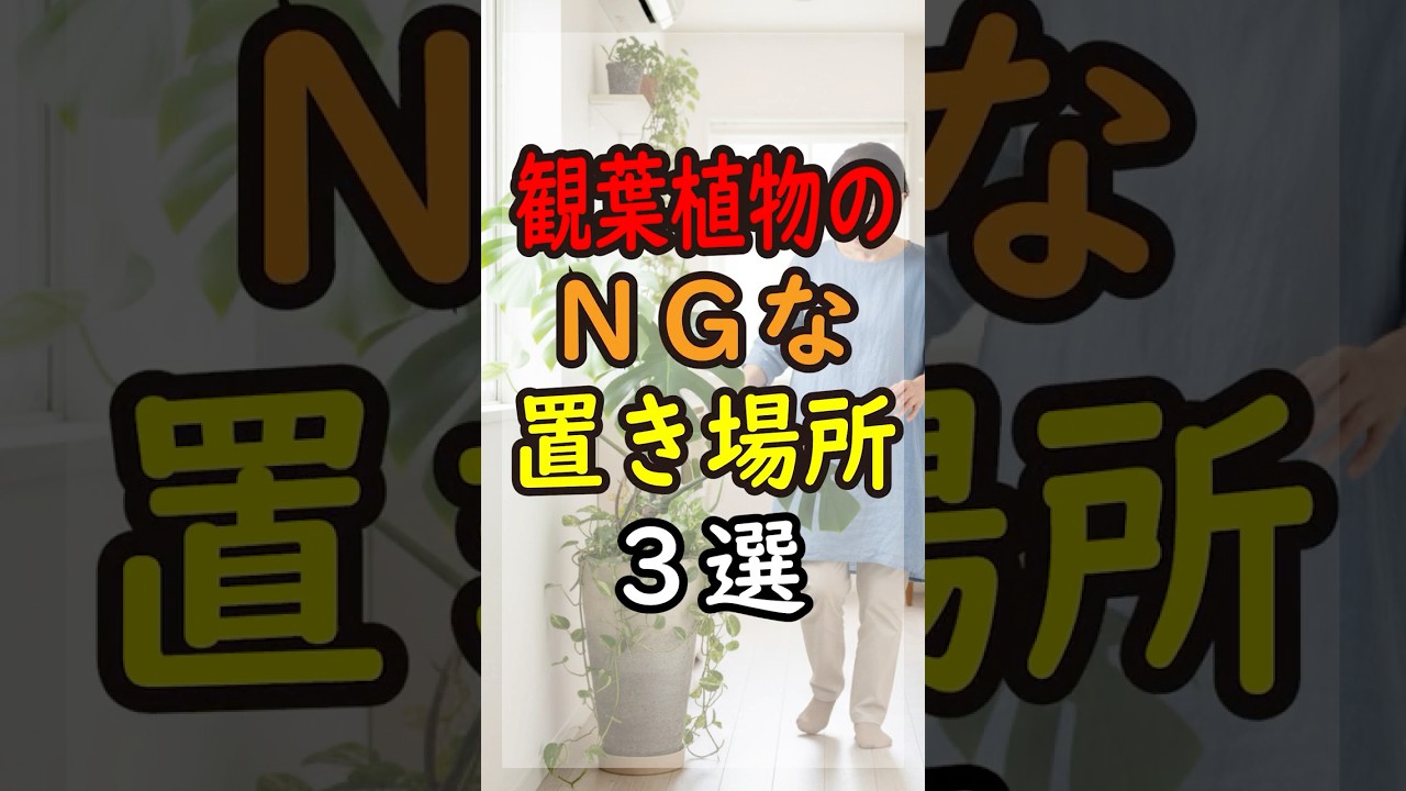 観葉植物のNGな置き場所3選。運気が整い、心が明るくなる毎日のヒント