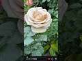 ♬ I LOVE YOU Cover