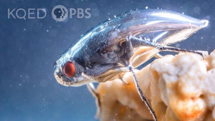 California Floater Mussels Take Fish For an Epic Joyride