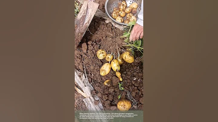 Harvesting potatoes 🥔 #farming #harvest #potatoes