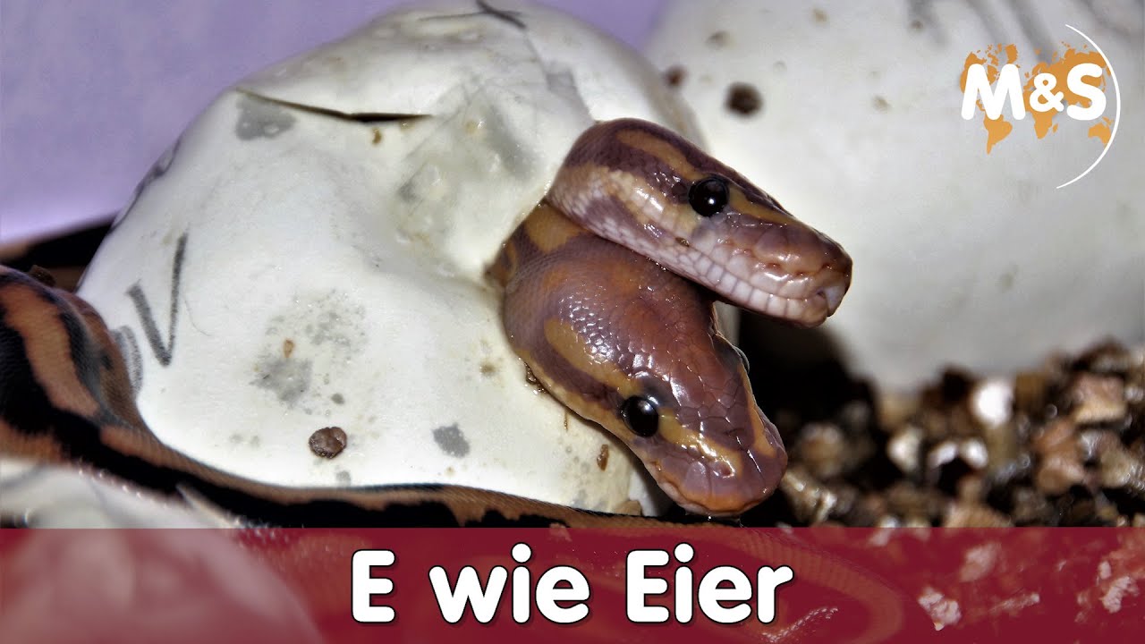 Wie Lange Dauert Es Vom Anpicken Bis Zum Schlupf E wie EIER | Ablage, Inkubation, Temperatur, Schlupf | Reptilien ABC