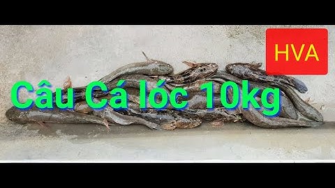 Câu Cá Lóc Tại DakLak Lên Gần 10 ký cá  |huynhvananfishing