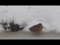 American Woodcock dancing in the snow