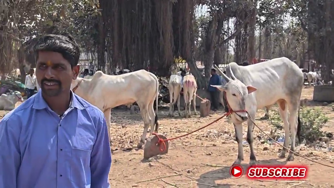 ಮೂಡಲಗಿ ದನಗಳ ಪೇಟೆ 23_2_2026