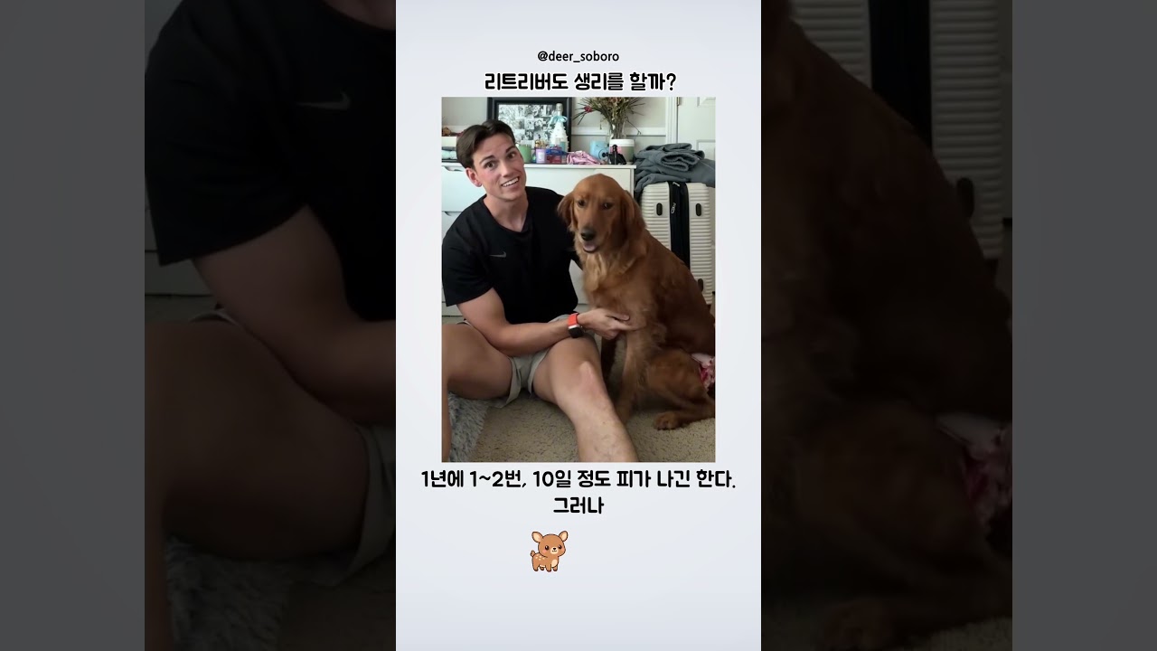 리트리버도 생리를 할까?