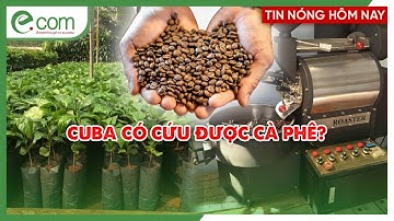 Cuba “Cầu Viện” Ý Cứu Ngành Cà Phê: Liệu Có Thoát Khủng Hoảng?