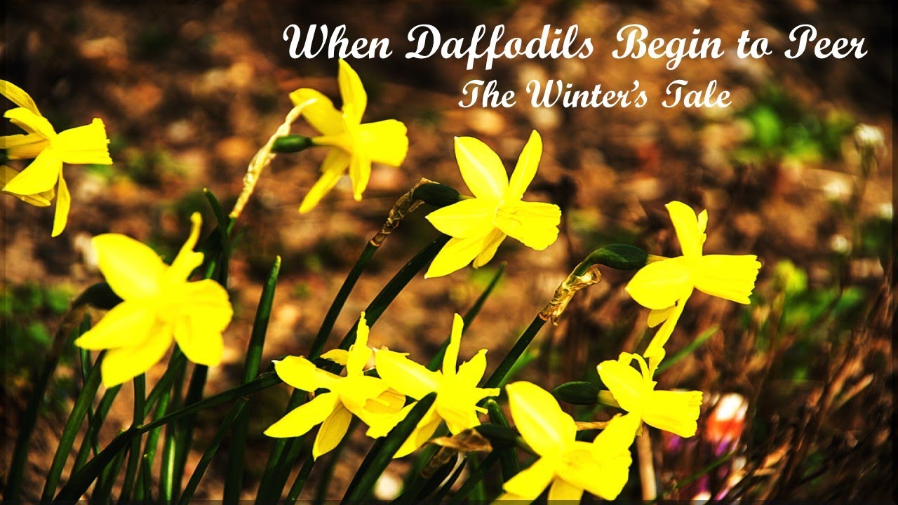 WHEN DAFFODILS BEING TO PEER by Roger QUILTER The Winter's Tale