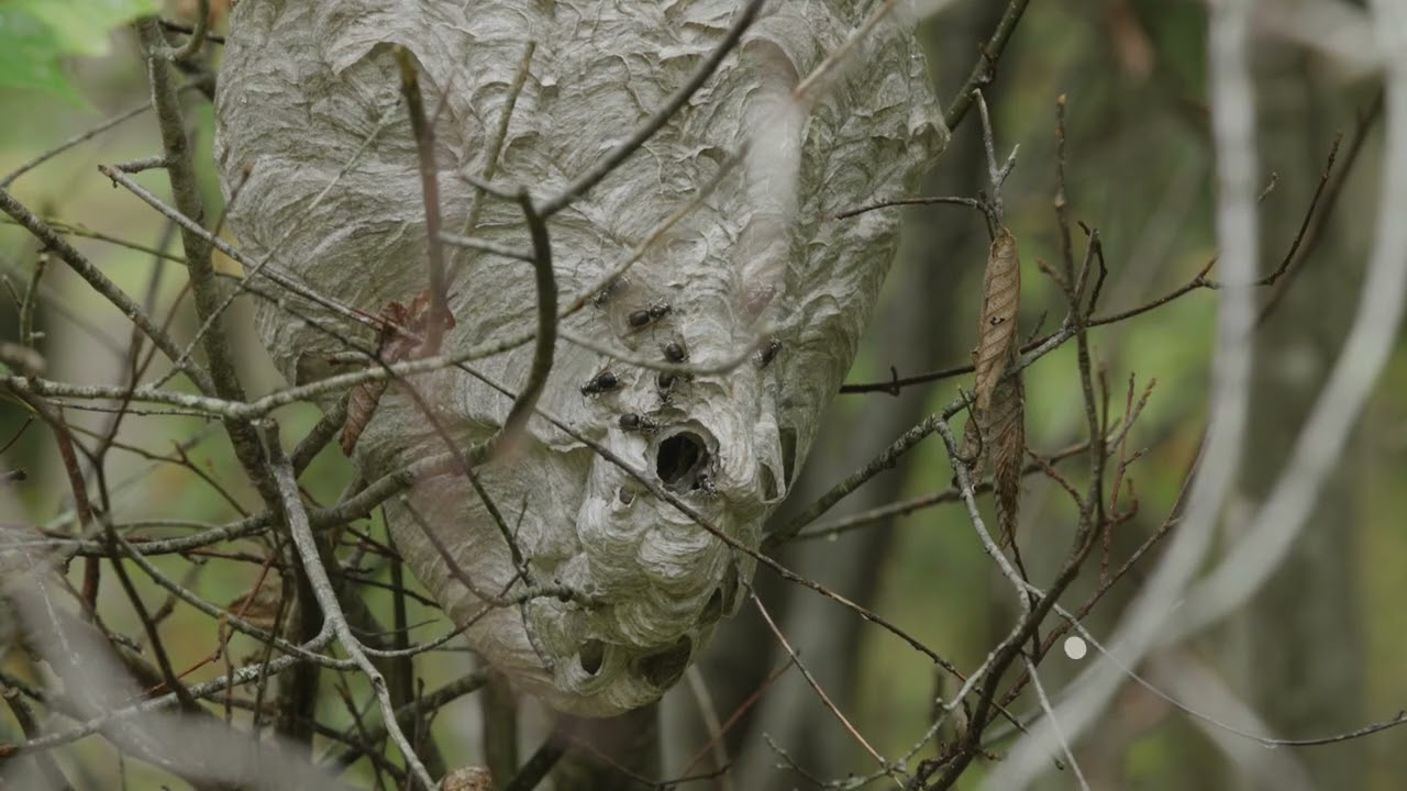 INTACT I  Sounds of the Forest - Wetland Wonders ASMR Part 2