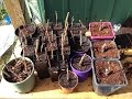How I propagate raspberry plants | Get More Plants For Free |