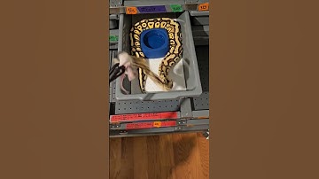 Ball Pyrhon feeding. #viral #snake #like #subscribe #shortvideo #ballpython #shorts #fyp #viralshort