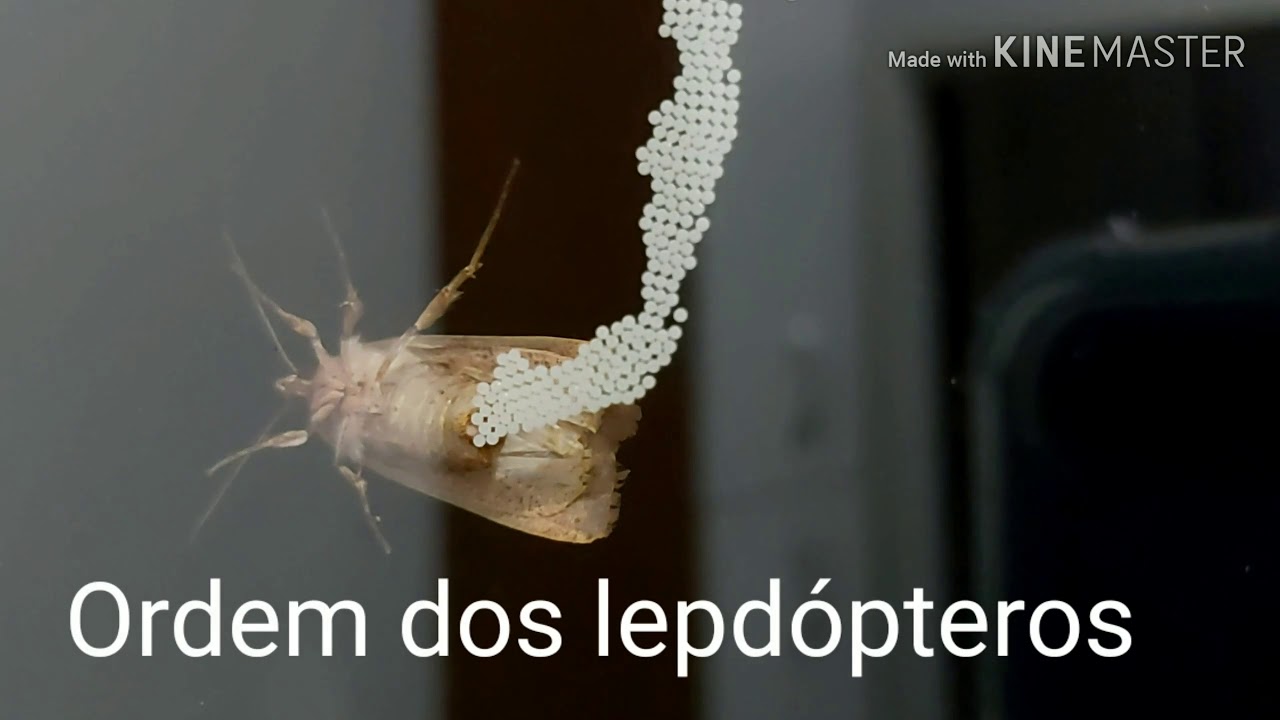 Zoologia artrópodes insetos lepdópteros