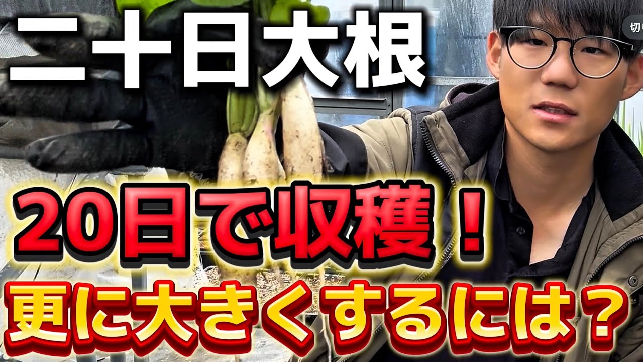 Twenty-day radish] Harvested in 20 days! To make it grow bigger