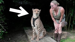 hanging out with a cheetah!