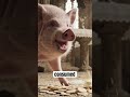 A Pig ate The LORD and Got Tried in Court #pigs #catholicfaith #history