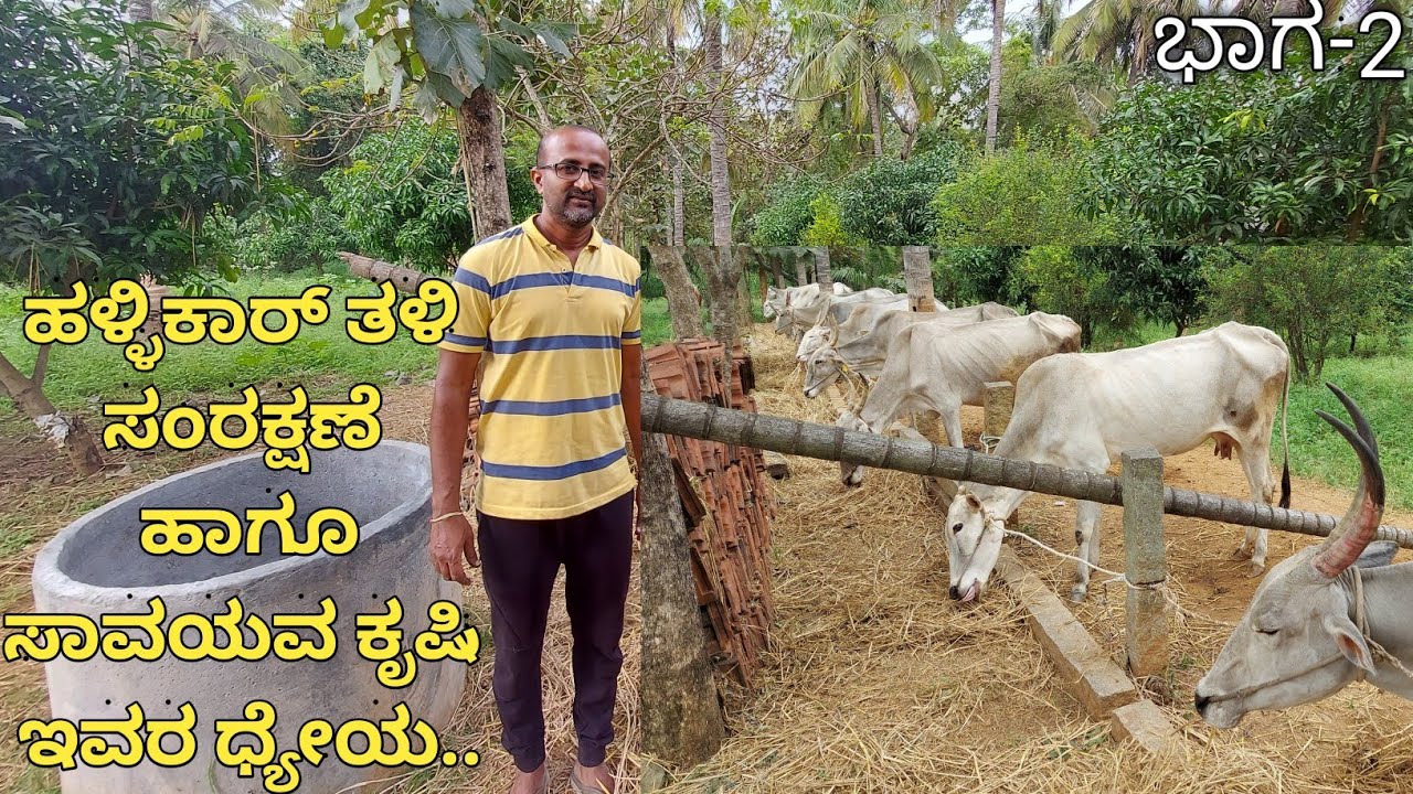ಹಳ್ಳಿಕಾರ್ ರಾಸುಗಳನ್ನು ನಂಬಿ ಕೃಷಿ ಮಾಡುತ್ತಿರುವ ಇವರು,ಯಾವುದೇ ಕಾರಣಕ್ಕೂ ಭೂತಾಯಿಗೆ ವಿಷ ಹಾಕಬೇಡಿ ಎನ್ನುತ್ತಾರೆ!