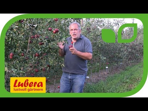 Video: Sommersorten von Apfelbäumen: früh reifend und nicht länger als zwei Wochen gelagert