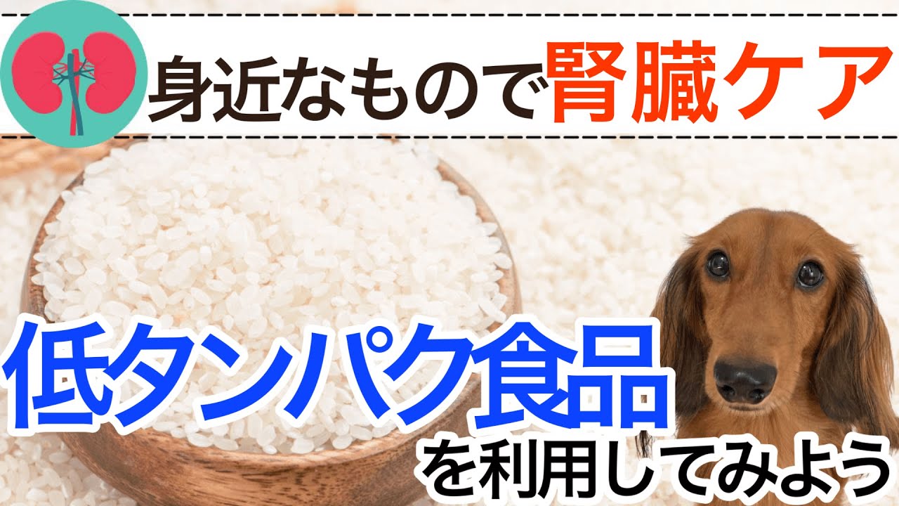 【犬　腎臓】身近なものを使って腎臓ケア！低タンパク食品を使ってみよう