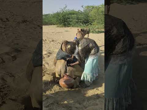 مشهد من تراث ثار في العناية بالناقة