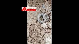 Malatyada Yılanların Da Uykusu Kaçtı Resimi