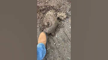 Rare video of snapping turtle laying eggs and being very non aggressive #wildlife #nature #shorts