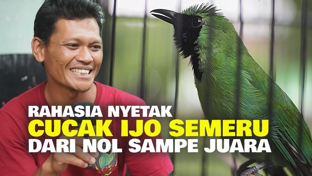 RAHASIA SUKSES ,   NYETING CUCAK IJO SEMERU DARI NOL SAMPE JUARA