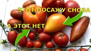 140 плодов с 1 КУСТА! Сорта томатов, которые удивили