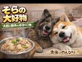 秋田犬そらの大好物 大根と豚肉の手作りご飯と食後のんびり時間
