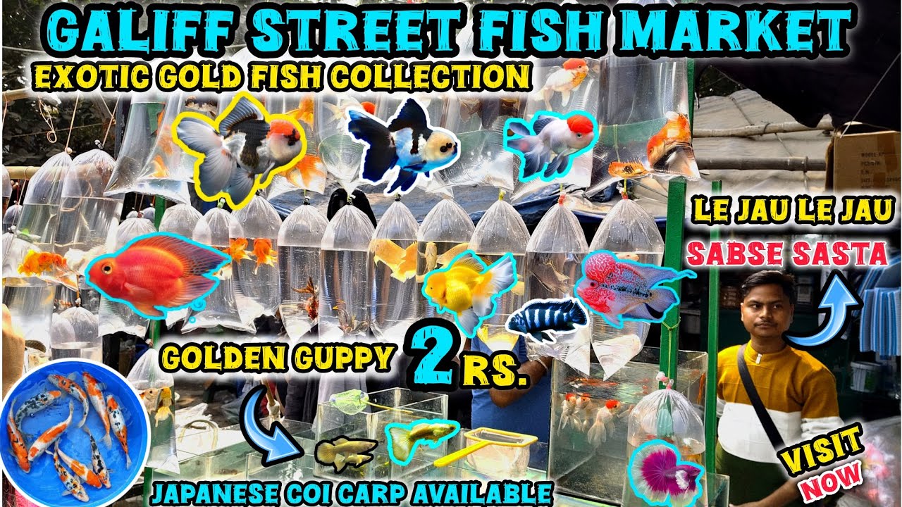 Galiff Street Pet Market ।‌📌All Fish Price Update Recent Video 📸। Exotic Gold Fish, Guppy Fish🐠।