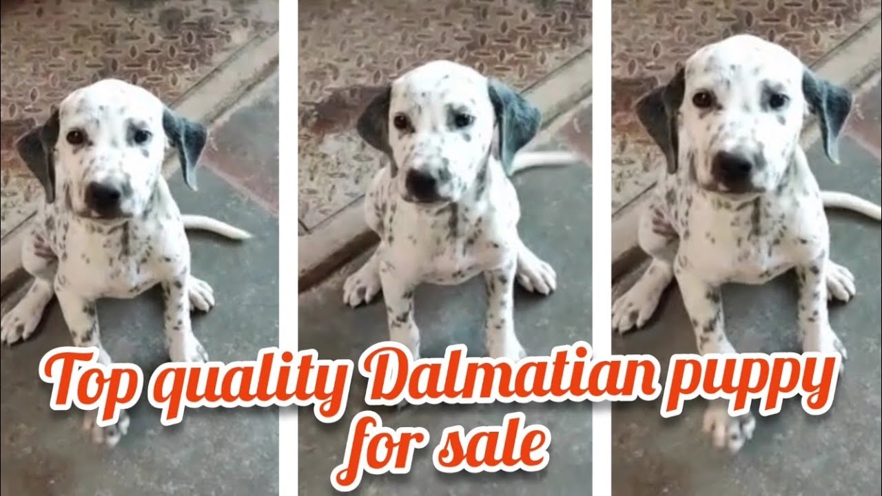 Dalmatian puppy for sale7981595635kurnooldog market in kurnool YouTube