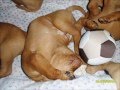 Kedves Shorthair Hungarian Vizsla Kennel Puppies の動画、YouTube動画。
