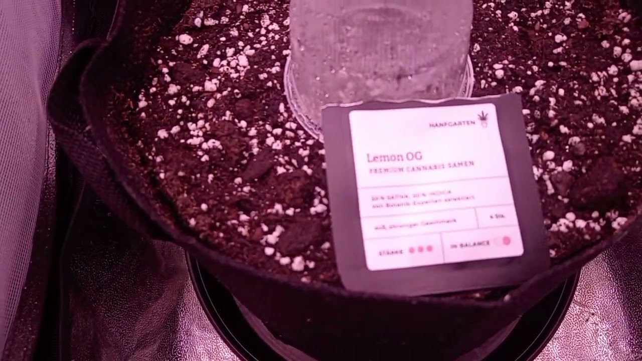 Tag 1 🍋Lemon OG🍋 Wachstumsphase 🌱