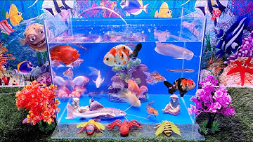 Các loại Cá kiểng đẹp, cá lóc bông thái, cá trê hồng vỹ, cá rồng ngân long, cá két kingkong