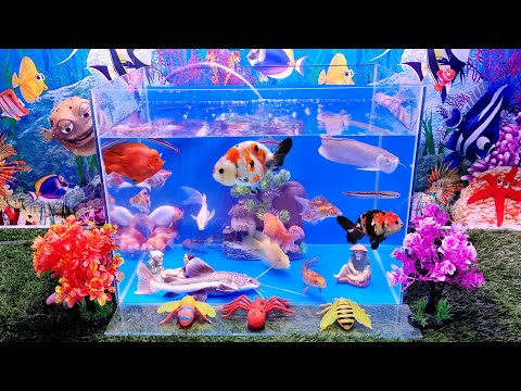 Video Các loại Cá kiểng đẹp, cá lóc bông thái, cá trê hồng... - youtube