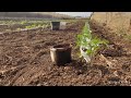Pomodoro nell' Orto [1] #shorts