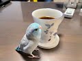 マグカップが好きすぎて唸るマメルリハ（コーヒーは飲みません）