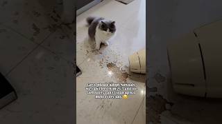 Bella caught red-handed 🙈 #CaughtInTheAct #Oops #cat #catcomedy #viralvideo