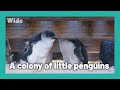 Phillip island a home to little blue penguins  wide