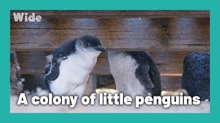 Phillip Island: A home to little blue penguins | WIDE