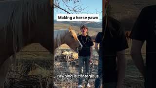 Wild West Horses Acting Dumber Than You Think#HorseCompilationUSA #ChaoticFarmAnimals