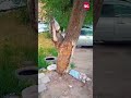 Житель Бишкека сообщил об аварийном дереве на улице Московской