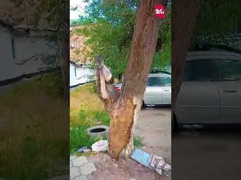 YouTube видео