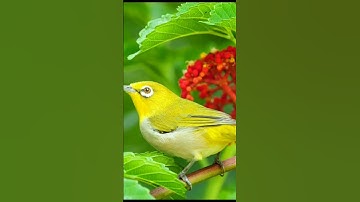 Thumbnail of Honey biscuit Tweety Bird sound