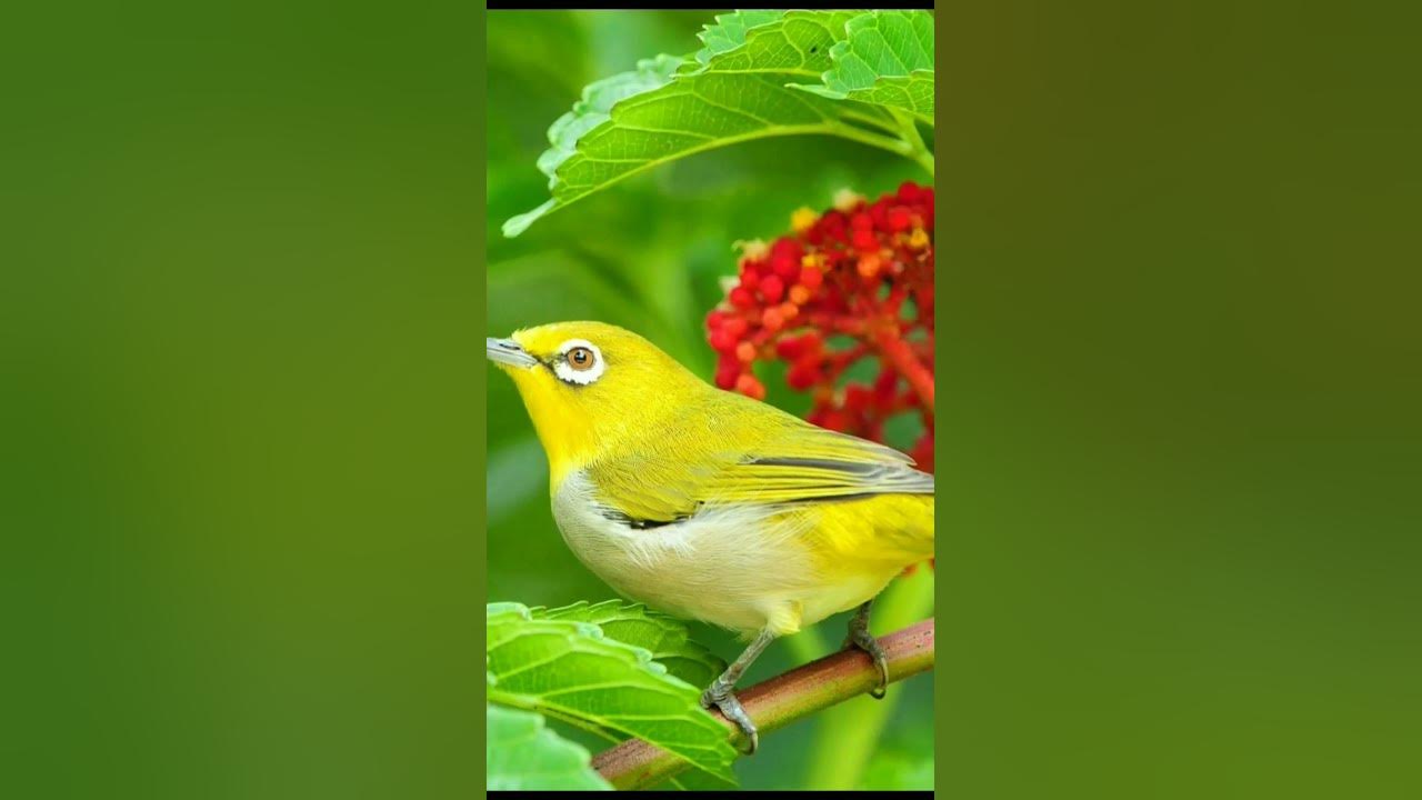 Honey biscuit Tweety Bird sound