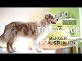 TOILETTER son Berger australien || TUTO (Débutant)