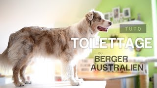 TOILETTER son Berger australien || TUTO (Débutant)