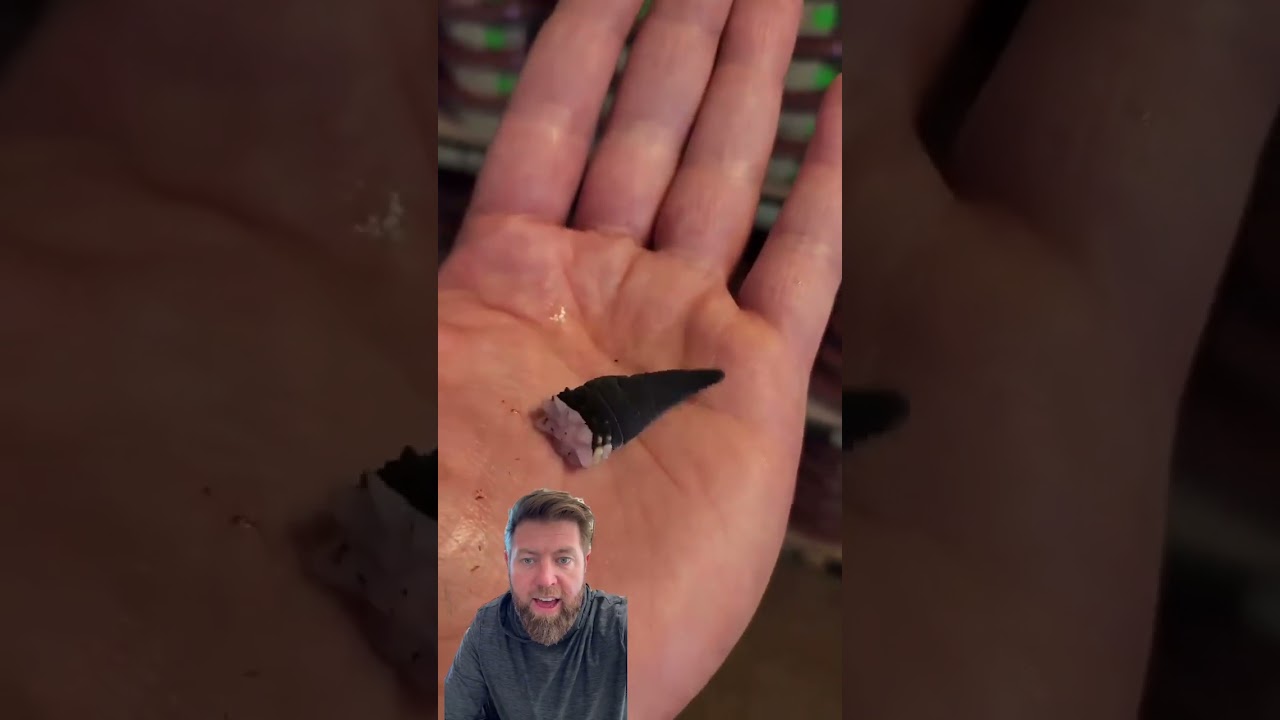 Lizards Can Regrow Their Tail