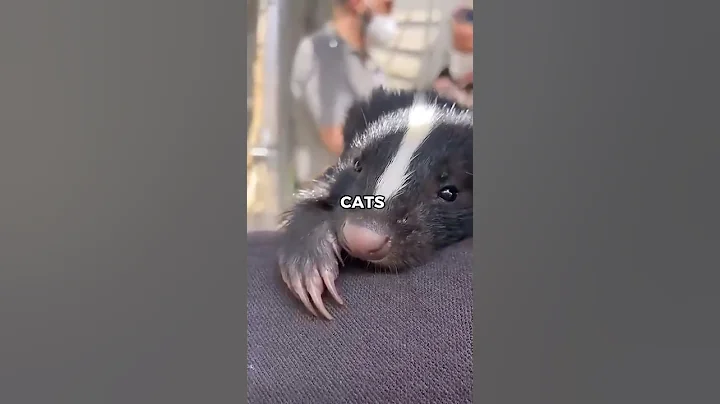 Would a Skunk Make a Good Pet? (The Truth About Pet Skunks) 😲 #skunks #animalreview #unusualpets
