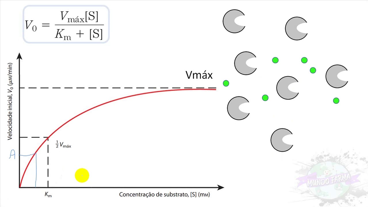 Qual A Importância Da Constante De Michaelis Menten?